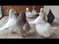 Голуби породы тексан/ Мясные голуби/ Texas pioneer pigeons