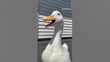 البطة المرعبة البطة البطة Scary Duck 