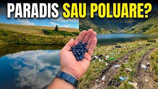 Am Urcat pe Muntele Mare după Afine – Ce Am Găsit la 1800 m Altitudine