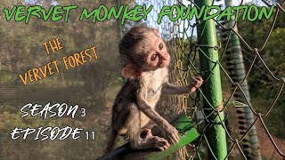 #BabyMonkey integrations, New arrivals, baby Samango Monkey Intro  Season 3 ep 11