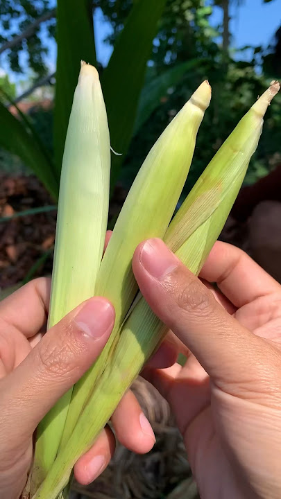 Jagung muda disebut janten #jagungmuda #janten