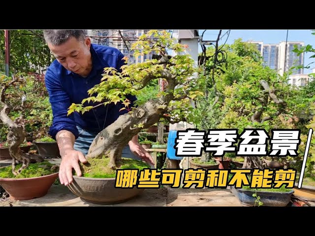 Which Bonsai Can And Cannot Be Pruned In Spring春に剪定できる盆栽と剪定できない盆栽春季哪些盆景可以修剪和不能修剪 Youtube