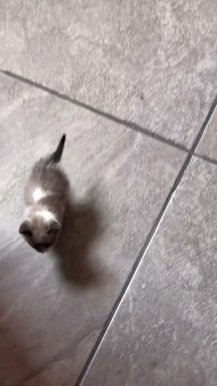 Bébé chaton très mignon ♥️ ♥️ ♥️ ♥️ ♥️