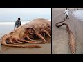 What They Found On the Beach Shocked The Whole World