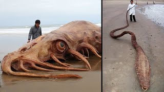 What They Found On the Beach Shocked The Whole World by Mind Boggler 9,908 views 1 month ago 19 minutes