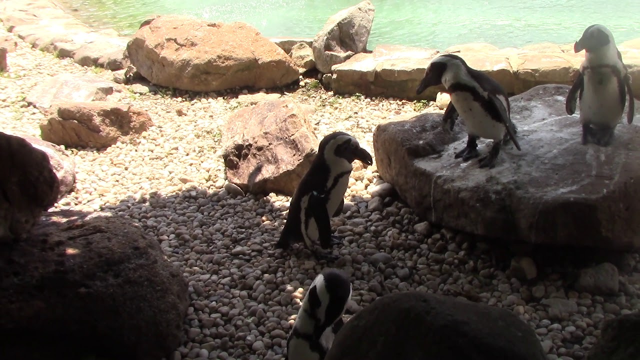 Sideways Stare Behavior in the African penguin