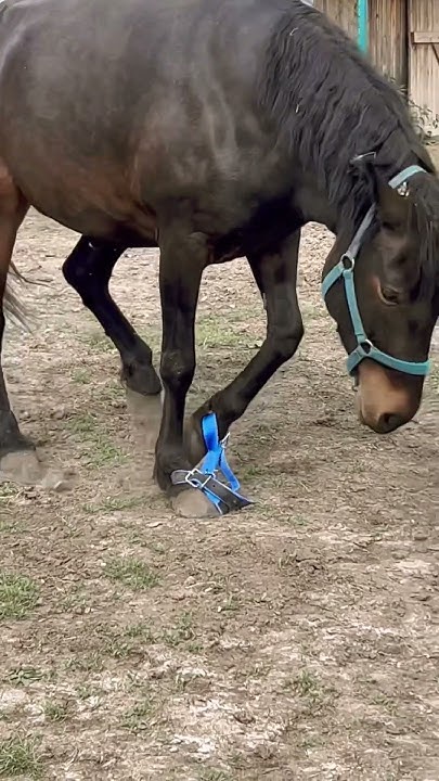 Путы для лошади впервые одели #лошади #horse #сибирь #счастьеесть # ...
