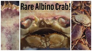 Nature's Wonder! The Majestic Albino Dungeness Crab! 🦀