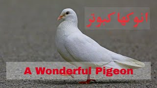 Well Tamed Wonderful Pigeon | انوکھا کبوتر | Anokha Kabootar