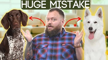 Dog Training Tips In 