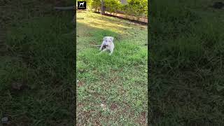 Rajapalayam Happy Puppy !!! Playing In The Garden