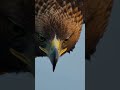 #eagle #nature #birds #wildlife
