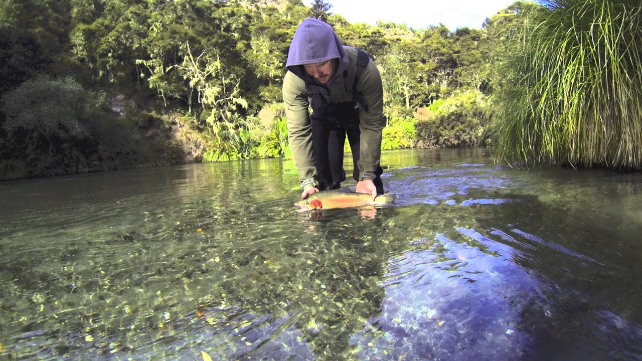 Trout fishing, North Island, New Zealand YouTube
