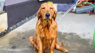 17 Ways You’re Hurting Your Golden Retriever Without Realizing by Golden Hearts 82,080 views 1 year ago 9 minutes, 5 seconds