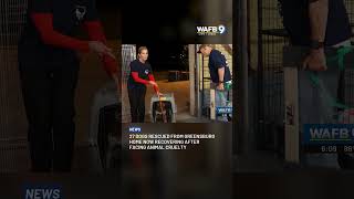 Famous 27 dogs rescued from Greensburg home now recovering after facing animal cruelty Net Worth