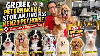 Raiding the Kenzo Pet House Dog Kennel - Check Out Puppy Prices !!! Hundreds in Stock.