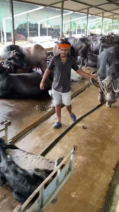 Girdhara dairy farm Surat Gujarat