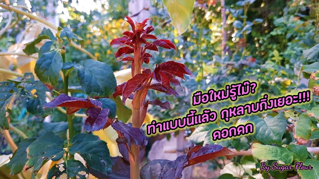 Как сделать так, чтобы розы цвели пышнее? Давайте поговорим о розах.