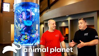 A Crazy Fish Tank Full of ORGANS | Tanked | Animal Planet