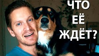 ДАЛЬНЕЙШАЯ СУДЬБА СОБАКИ ЛАДЫ ДАЛЬНЕЙШАЯ СУДЬБА СОБАКИ ЛАДЫ