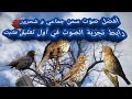 صوت السمن و الشحرور للصيد مجرب صوت السمن و الشحرور للصيد مجرب