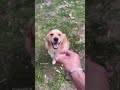 Golden Retriever’s Most Adorable Zoomies Ever 🐶💨 #cutedogs #cutegoldenretriever #cutepuppies #dogs