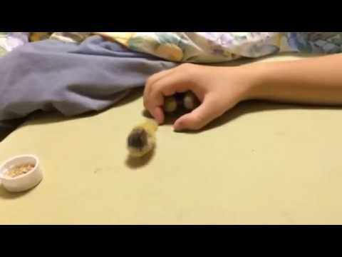Tiny chicks tubes images 42