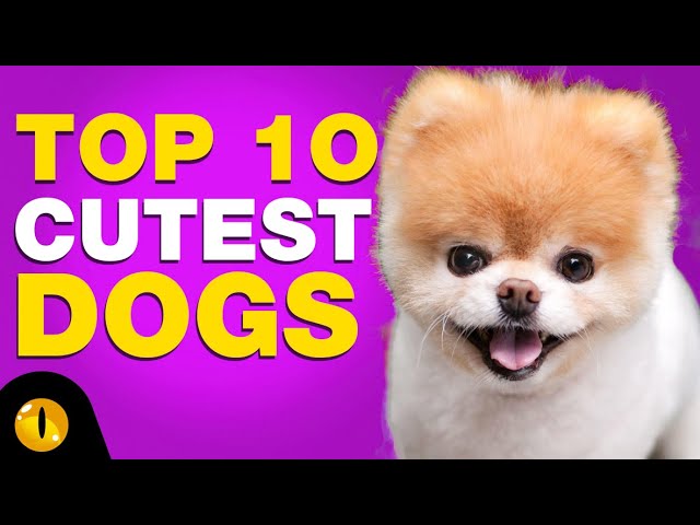 TOP 10 CUTEST DOG BREEDS - YouTube