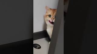 I'm drooling, but I daren't~#cute#pet#funny#kitty#kucing