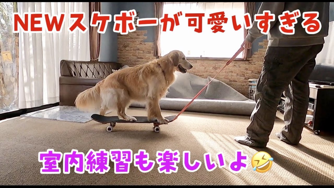 ペーのnewスケボーが可愛すぎる件 ゴールデンレトリバー Youtube