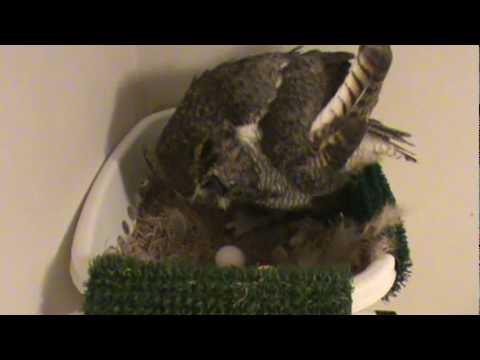 Alice the Great Horned Owl Settling on Eggs