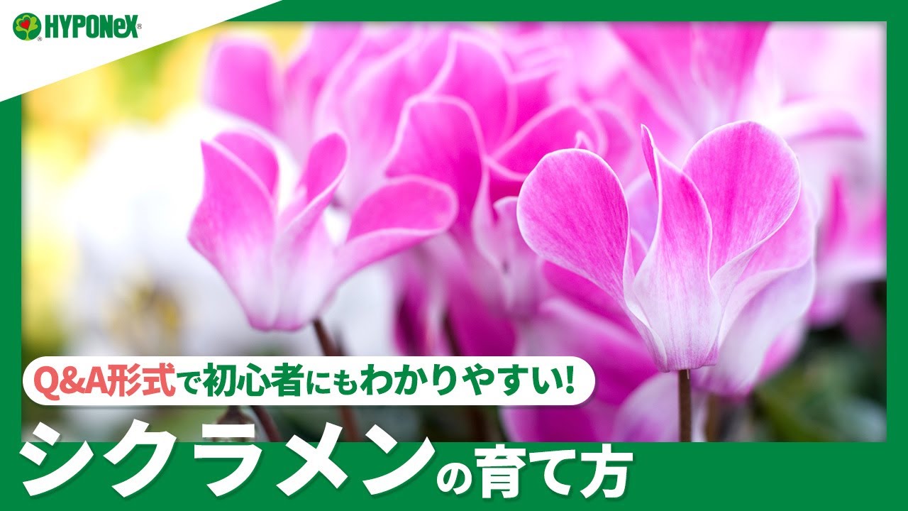 シクラメンを翌年以降も咲かせるために 休眠のコツや開花しないときの対処法