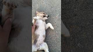 #puppies #puppyvideos #youtubeshorts