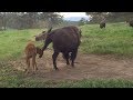 Bison calf is kicked and gored trying to eat but doesn't give up
