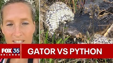 Gator vs. python: 