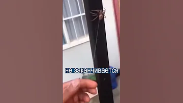 Гигантский паук с бесконечной паутиной