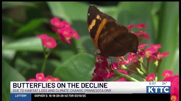 Butterflies decline