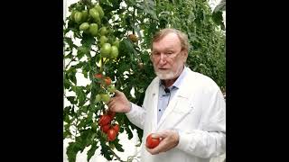 Новый сливовидный томат от Гавриш 2022
