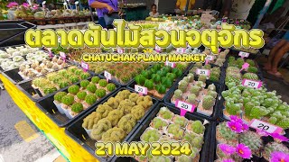 ตลาดต้นไม้สวนจตุจักร CHATUCHAK PLANT MARKET | 21/05/2567