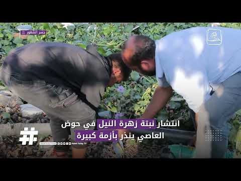 نبتة زهرة النيل انتشارها يتسبب بأزمة في حوض العاصي والمزارعون عاجزون عن مكافحتها