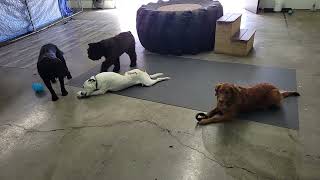 Dogs at Play:#dog #doglover by Unleashed DDC MT 29 views 3 weeks ago 21 seconds