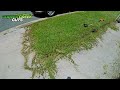 $30? ...DEAL! (Oddly Satisfying Lawn Care)