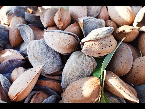 RECOLTE AMANDES 2022