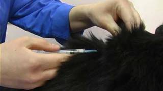 вакцинация котов . Все О Домашних Животных. вакцинация котов . Все О Домашних Животных.