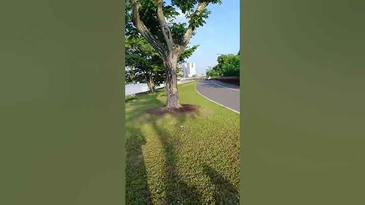 Otters crossing