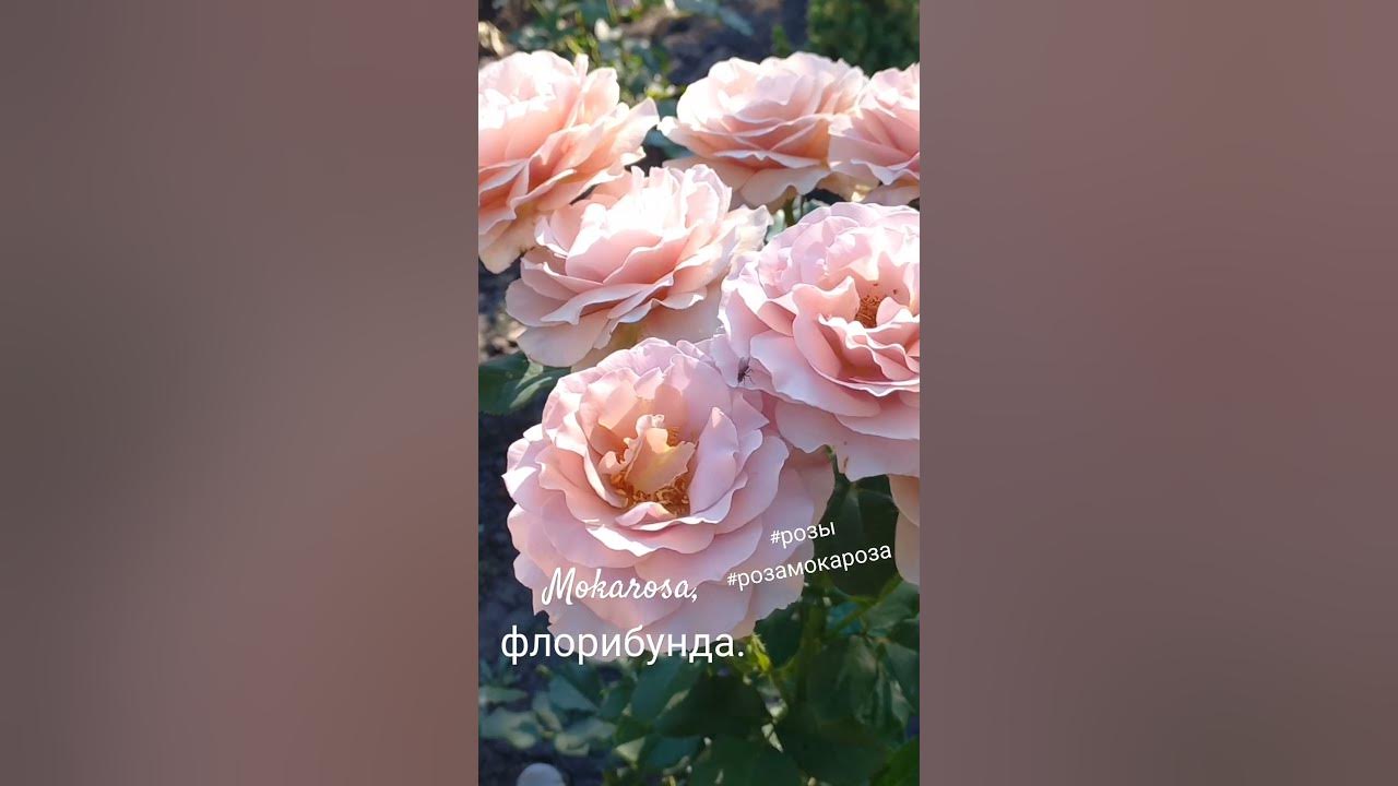 роза Мокароза, флорибунда - YouTube