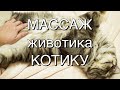 Массаж животика КОТИКУ