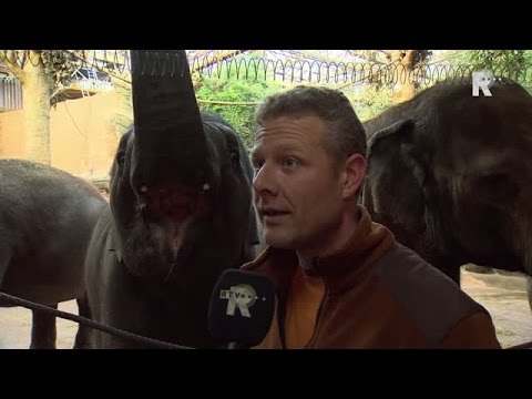 Bijzondere snack voor olifanten: oude kerstbomen