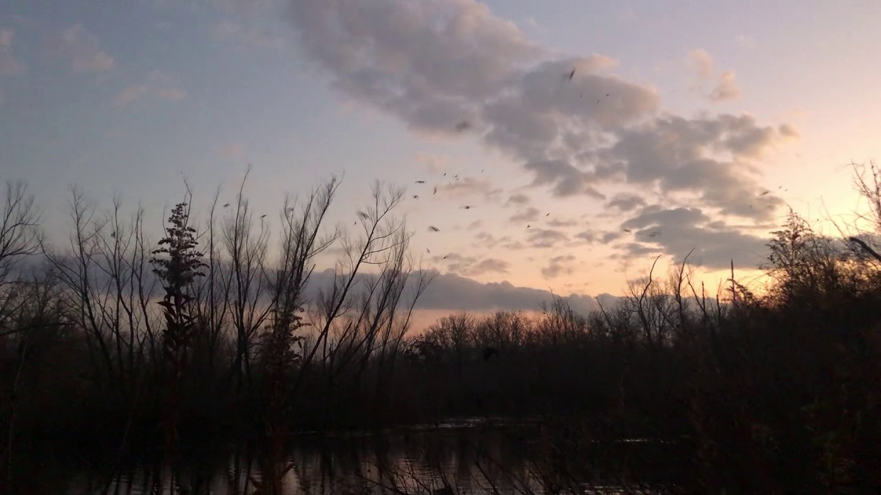 Wood Duck Roost in Texas YouTube