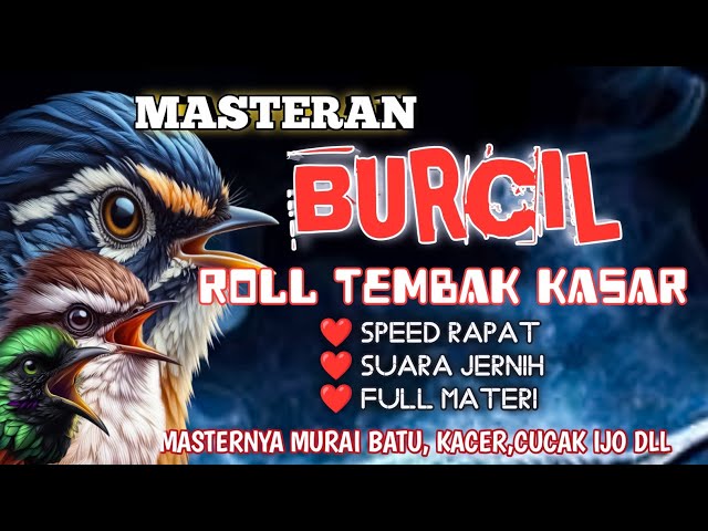 2 jam masteran BURCIL ROLL TEMBAK KASAR segudang materi masternya burung Lomba class=